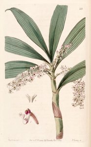 Eria floribunda de Miss Drake